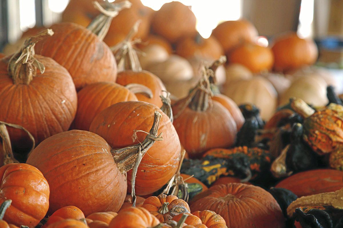 Carmichael’s Produce Pumpkin Patch